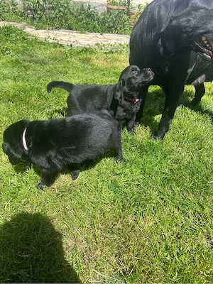 Labrador retriever  - imagine 3