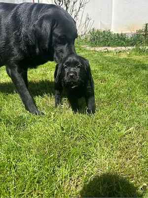 Labrador retriever  - imagine 2