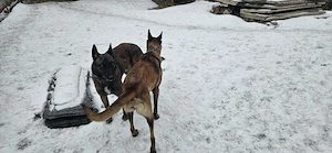 Donez pui ciobanesc belgian malinois - imagine 4