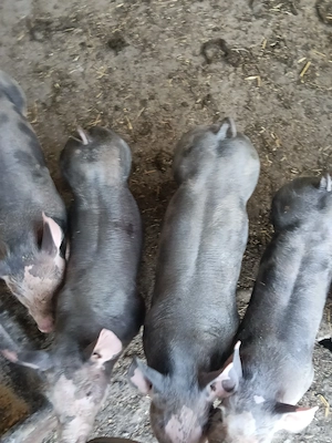 Purcei petran rasa pura linia lui domnu Sabău livada