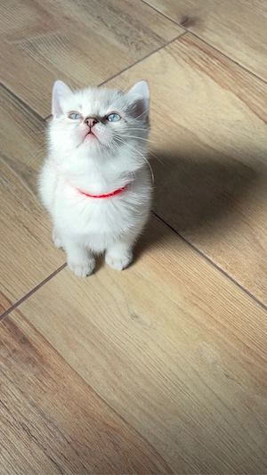 Fetita British Shorthair - imagine 2