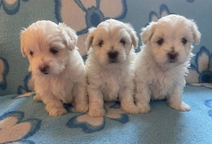 Bichon maltez miny toy 