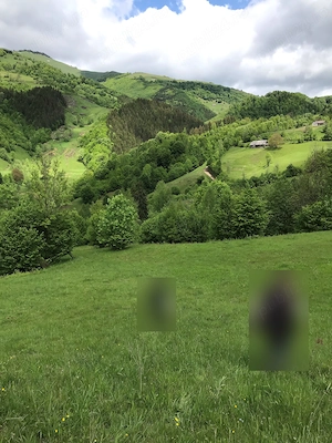 Proprietar, vând loc extravilan   35.000 mp (3,5 ha) în Lunca Pleșii (Sângeorz-Băi, BN) - imagine 5
