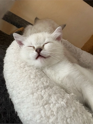 Fetita British Shorthair - imagine 3