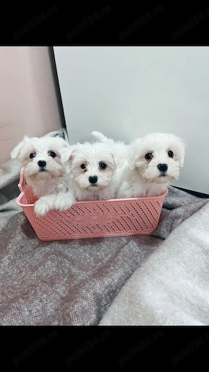 Bichon Maltez 3 fetite