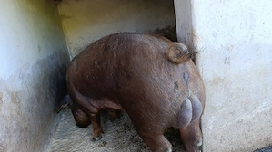 Vier duroc, rasă pură 