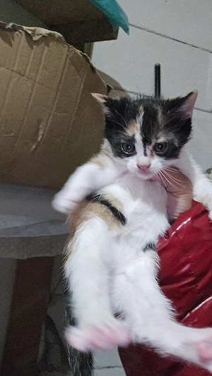 pisica mica de adoptat  - imagine 4