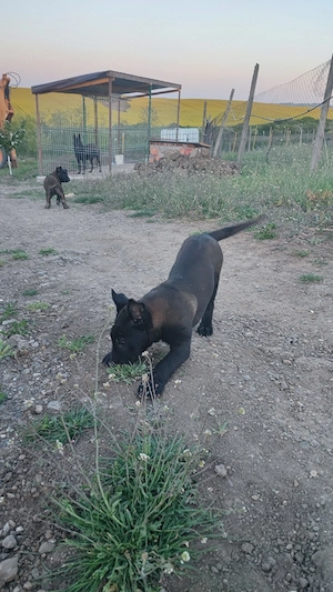 Căței Belgian Malinois 