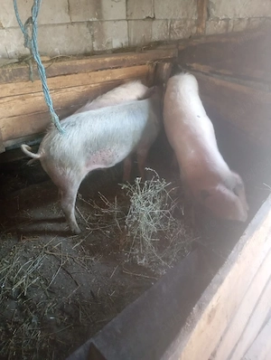 porci de vânzare 