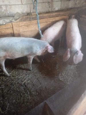 porci de vânzare  - imagine 2