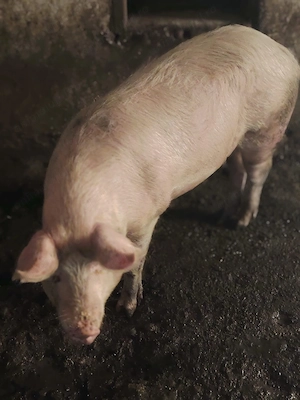 Vand 2 porci 120-130kg - imagine 2
