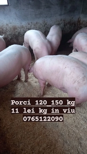 Vand porci de carne