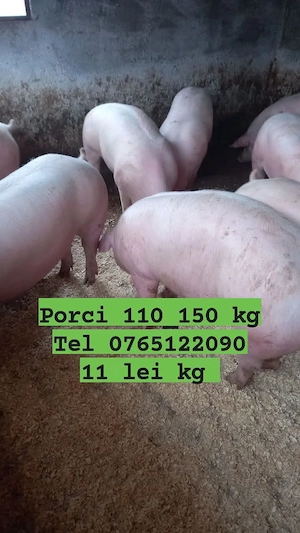 Vand porci