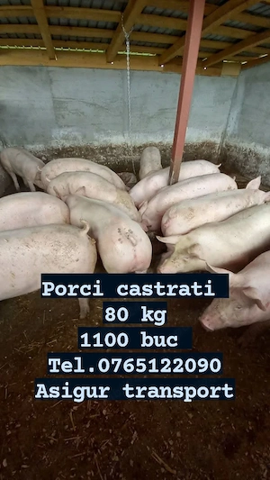 Vand porci - imagine 2