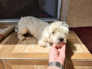  catelusa bichon - imagine 5