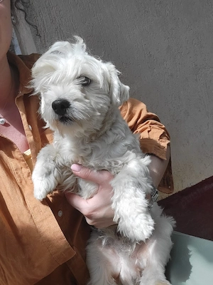  catelusa bichon