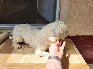  catelusa bichon - imagine 3