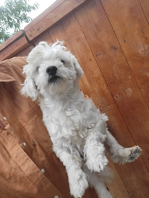  catelusa bichon - imagine 2