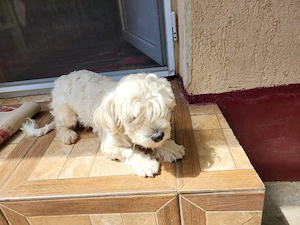  catelusa bichon - imagine 4