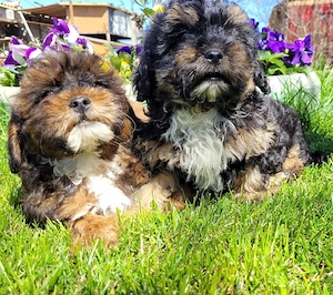 caniche pitic shihpoo  - imagine 2