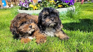 caniche pitic shihpoo 