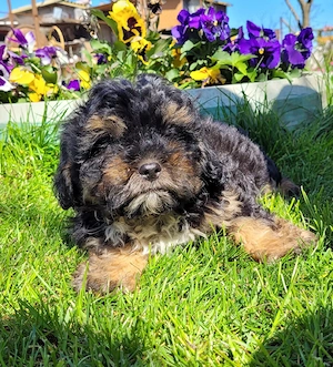 caniche pitic shihpoo  - imagine 4