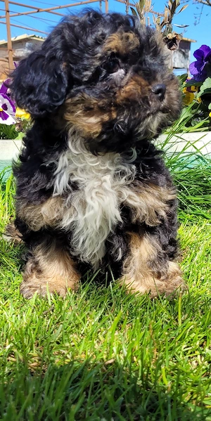 caniche pitic shihpoo  - imagine 5