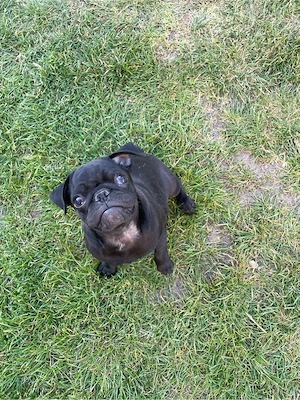 Vand catel rasa Mops Pug - imagine 2