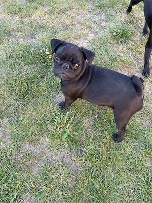 Vand catel rasa Mops Pug - imagine 3