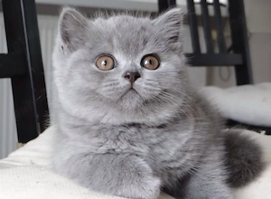 Puiuți British Shorthair Blue si Scottish Fold chinchilla  - imagine 2