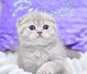 Scottish Fold Chinchilla 