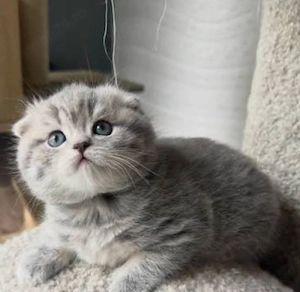 Scottish Fold Chinchilla  - imagine 3