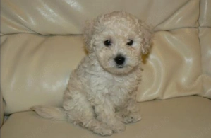 Caniche pudel