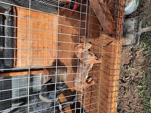 De vazare cane corso 2 ani si techel 2ani impreuna 200ron - imagine 2
