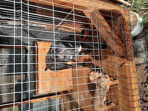 De vazare cane corso 2 ani si techel 2ani impreuna 200ron - imagine 3