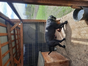 De vazare cane corso 2 ani si techel 2ani impreuna 200ron - imagine 4