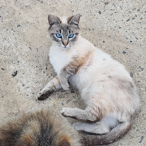 Vând motanel cu ochi albaștri 