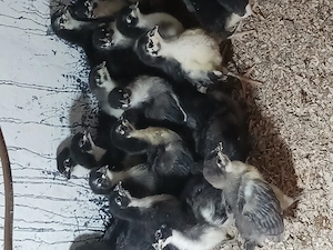 Pui australorp 15 zile - imagine 3