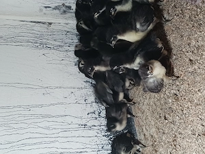 Pui australorp 15 zile