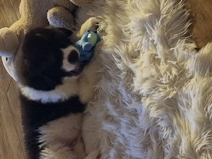 Mascul ciobanesc de bucovina - imagine 4