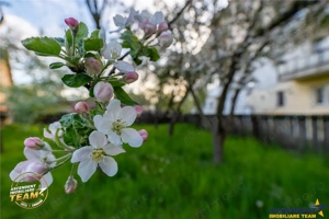 Casa in inima statiunii Covasna, cu gradina, vie si pomi fructiferi - imagine 10