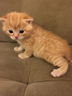British shorthair orange 