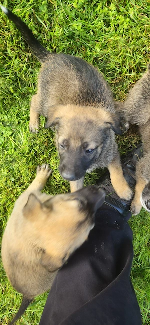 Donez pui ciobanesc belgian malinois - imagine 5