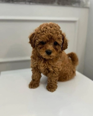 poodle pudel poodel  - imagine 3