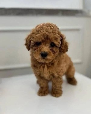 poodle pudel poodel  - imagine 2