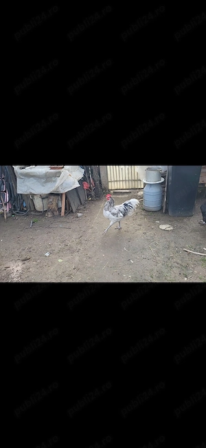 cocos Australorp 