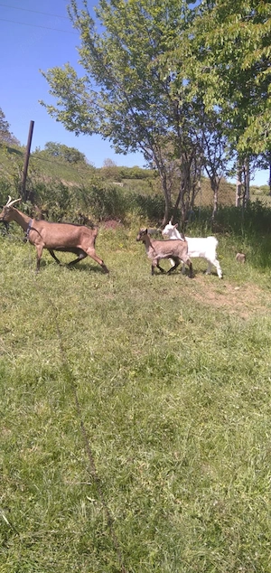 cautam casuta noua!