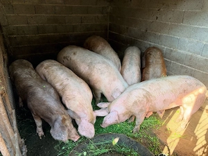 Vand porci de rasa Landrace ,Pietrain , Duroc - imagine 4