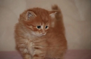 Maine coon puiut mascul 
