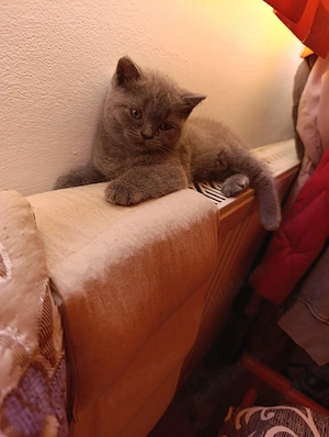 British shorthair de rasă ,poze REALE! - imagine 3